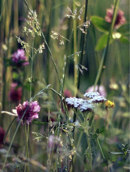 Bougie à la cire de soja Fleur Sauvage