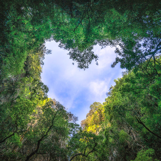 Green forest canopy frames a bright blue sky seen from a canyon with rocky walls on both sides.